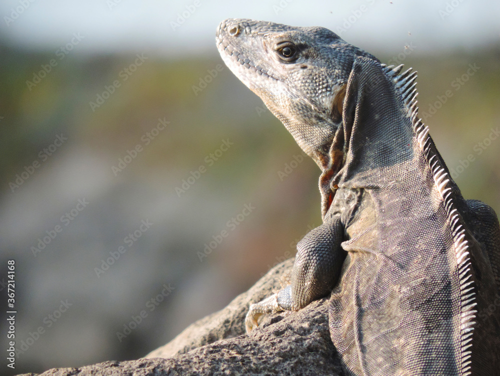Fototapeta premium Iguana marron tomando sol sobre roca de espaldas mirando a la izquierda. medio cuerpo