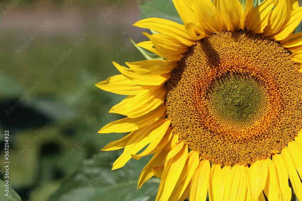Yellow sunflower in a field on a green background