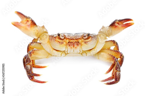 Colorful river crab Potamon sp. isolated on white background, extreme close-up. Zoology, carcinology, environmental protection in Italy. Science, education, graphic resources photo