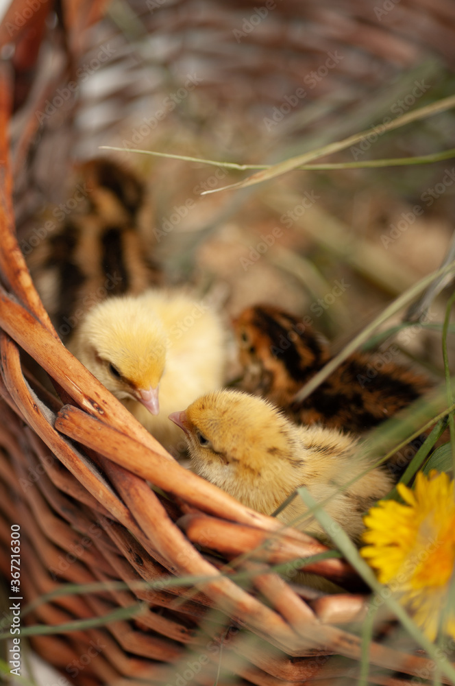 Fototapeta premium Quail chickens just born in a basket