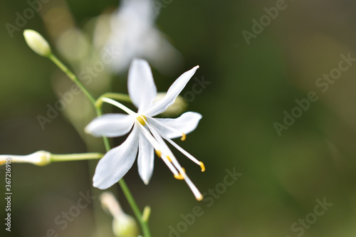 Rispige Graslilie, Anthericum ramosum, zarte Lilie in Winterfarben, weiß winterlich als Hintergrund und Grußkarte für Trauer und Gedenken	