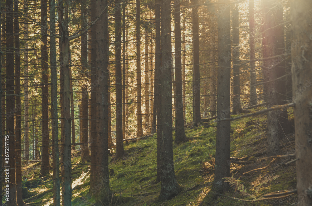 Obraz premium Forest