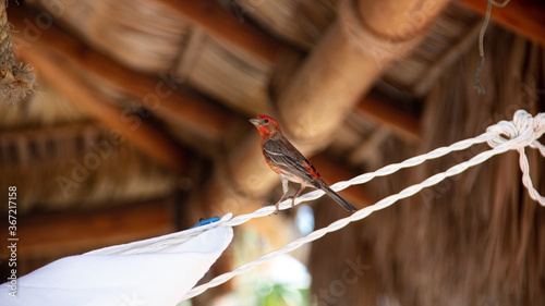 bird on a pole