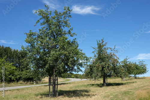 Apfelbäume auf Streuobstwiese an Landstraße im Westerwald in Rheinland-Pfalz im Juli 2020 - Stockfoto © Westwind