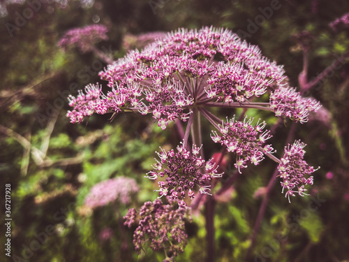 lilac flowers in the garden