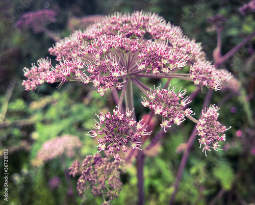 flowers of a lilac