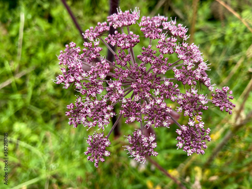 lilac flowers in the garden