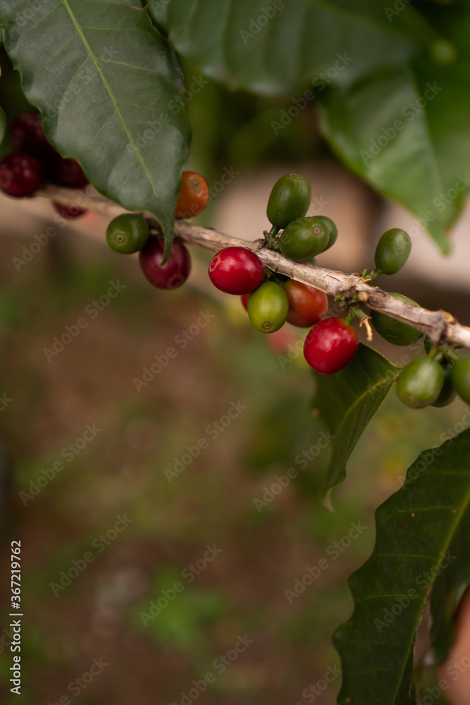 Coffee beans ripening, fresh coffee, red berry branch, industry agriculture on tree in Brazil Coffee beans ripening, fresh coffee, red berry branch, industry agriculture on tree in Brazil