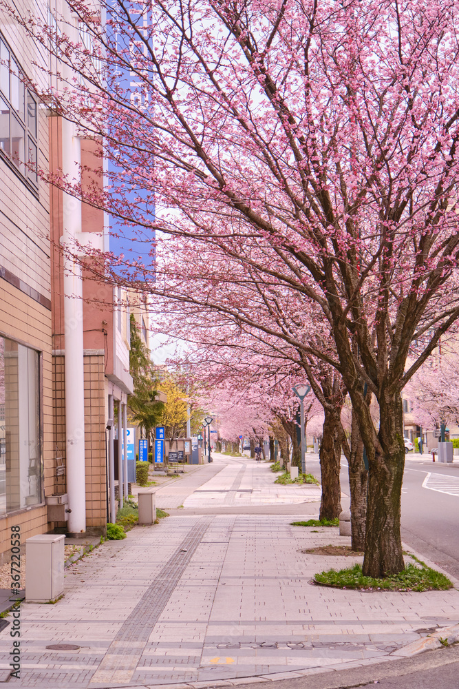 桜並木 桜並木