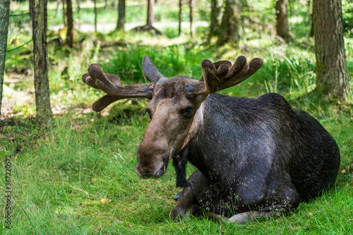 Moose laying in the forest with blurred background. © PhotosbyPatrick
