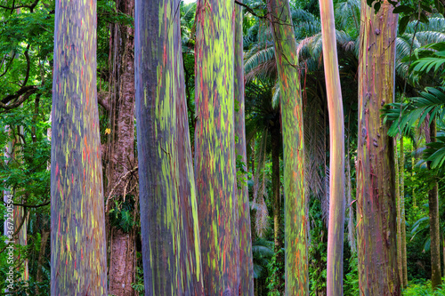 Colorful rainbow eucalyptus growing in the rain forest along the road to hana on Maui.