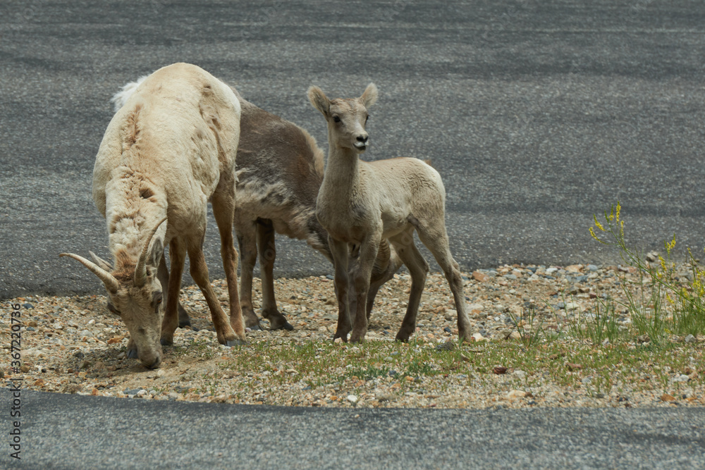 Obraz premium Rocky Mountain Big horn sheep