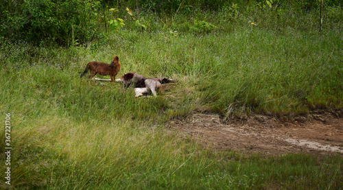 Fox eating deer in the Thai international park.