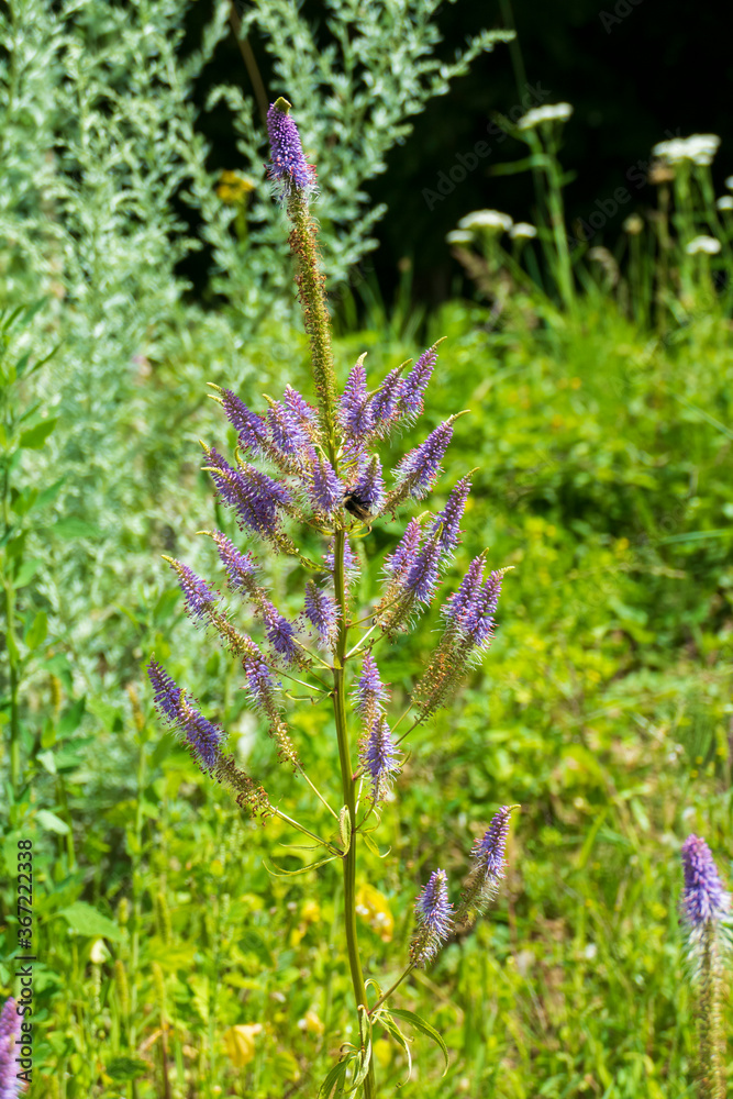 Obraz premium Ähriger Ehrenpreis, Veronica spicata Staude auf einer Wiese
