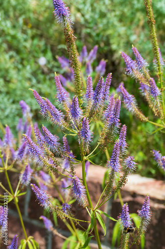   hriger Ehrenpreis  Veronica spicata Staude auf einer Wiese