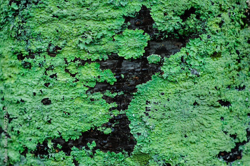 Moss on a black wet tree after rain. Green colored background. Moss on a black wet tree after rain. Green colored background.