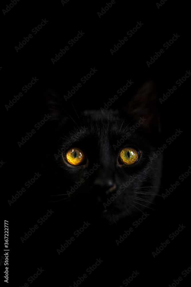 A black cat with yellow eyes looking directly at you