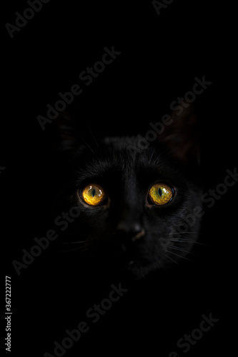 A black cat with yellow eyes looking directly at you
