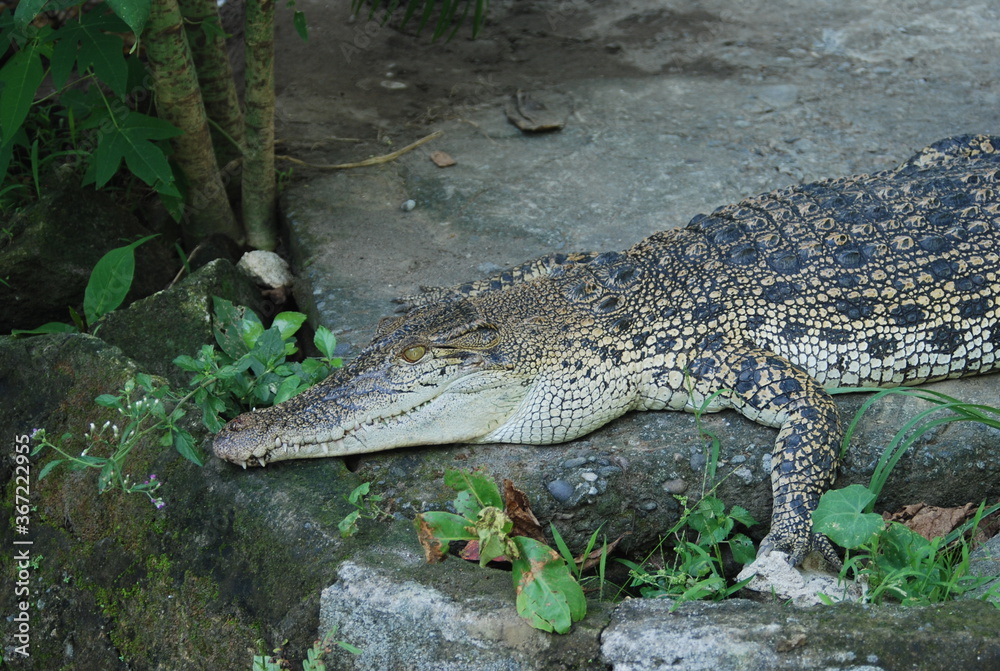 alligator in the water alligator in the water
