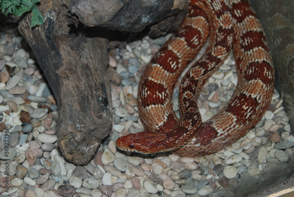 Fototapeta premium snake in the grass