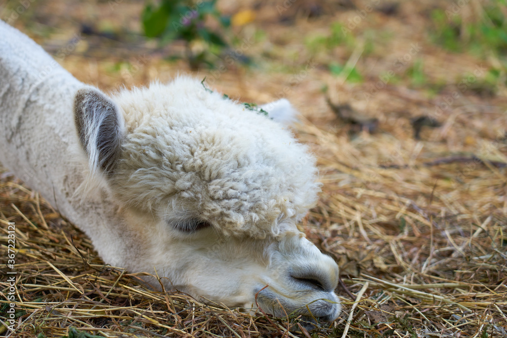 Alpaca close up portrait with blurred background. Copy space. Alpaca close up portrait with blurred background. Copy space.