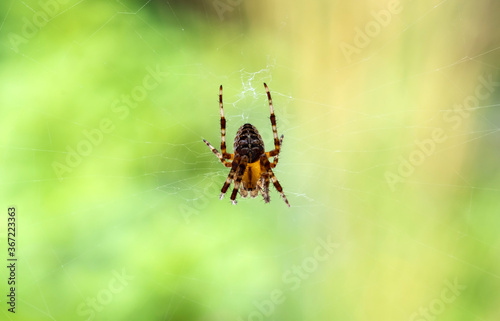 A Female Orb-Weaver Spider Weaving Her Web
