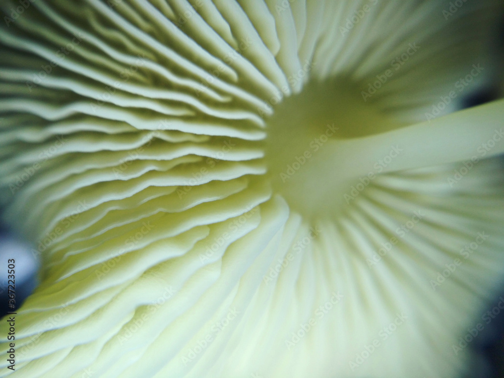 Little mushroom forest wood plant nature macro photo Little mushroom forest wood plant nature macro photo