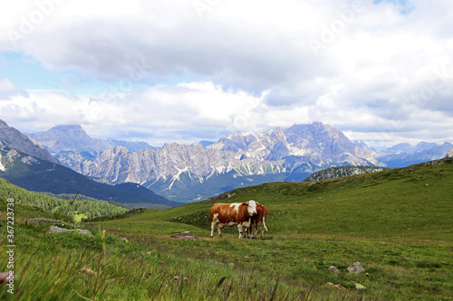 Zwei Simmentaler Rinder auf einer Bergwiese in den Dolomiten in Südtirol Italien