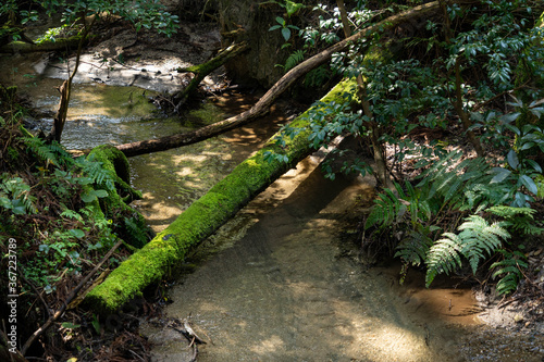 Stream go through the forest in Fukuoka prefecture, JAPAN