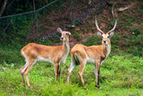 Two deers in forest