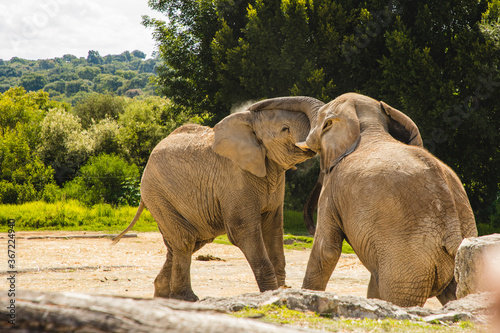 Canvas Print elephants in the zoo