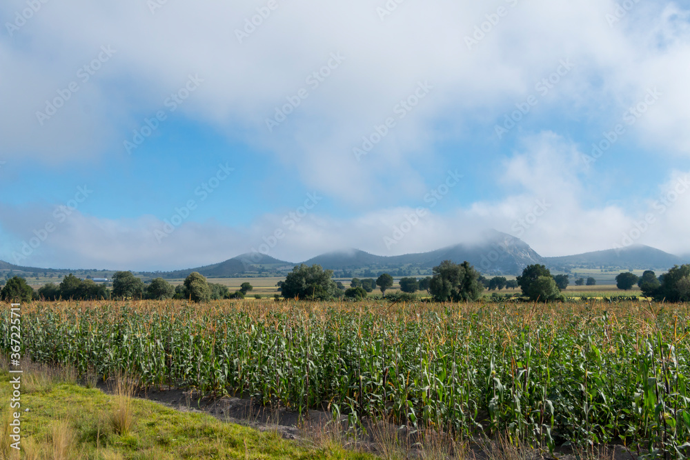 Obraz premium corn field and blue sky