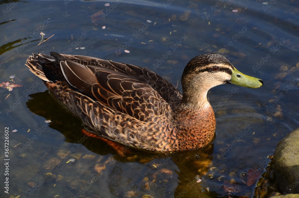 Duck with green bill swimming on clear pond with reflection Duck with green bill swimming on clear pond with reflection