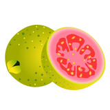 ripe guava vector