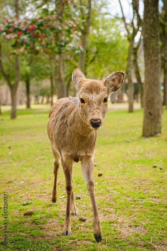 A young deer in Nara Park, Japan. Over 1000 deers live in Nara Park. Deer is considered as a messengers of the gods in and a symbol of Nara city.