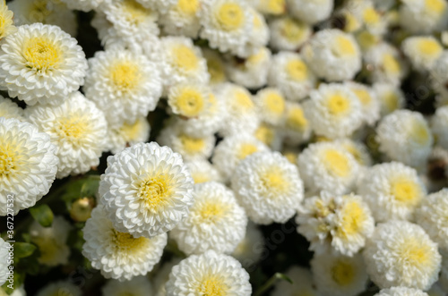 beautiful white chrysanthemum farm photo