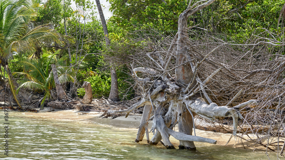 Walking roots on uninhabited island, archipelago San Blas, Panama