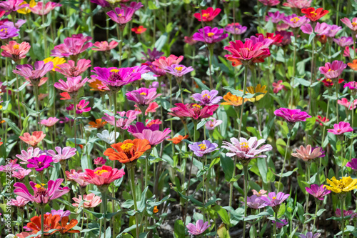 colorful cosmos flowers farm