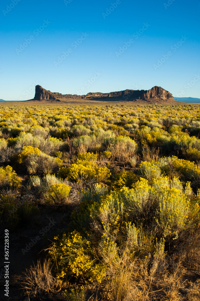 Fort Rock in Fort Rock State Park, located near Silver Lake, Oregon.  Rabbit brush (Ericameria nauseosa) is in bloom.