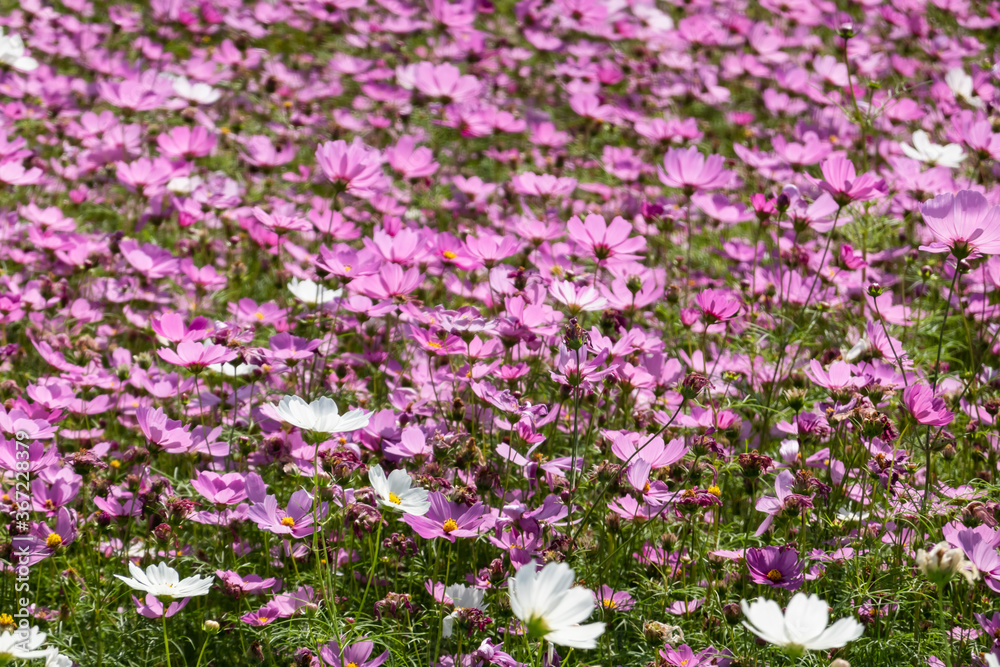 Obraz premium pink and purple cosmos flowers farm
