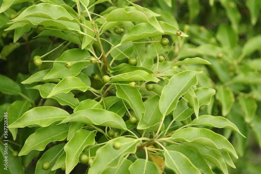 Green fruits and leaves of longstalk holly, Ilex pedunculosa Green fruits and leaves of longstalk holly, Ilex pedunculosa