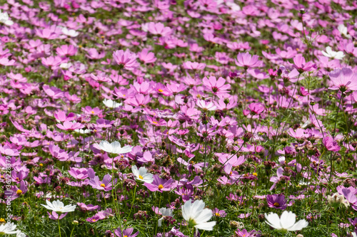 pink and purple cosmos flowers farm