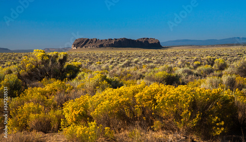 Fort Rock in Fort Rock State Park, located near Silver Lake, Oregon. Rabbit brush (Ericameria nauseosa) is in bloom.