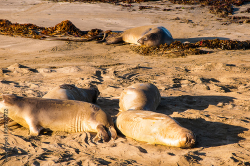 Elephant Seals on the Coastline of the Big Sur in California.100 thousand elephant seals once inhabited the Pacific Ocean. They were slaughtered and by 1892, only 50 to 100 left. They became protected photo