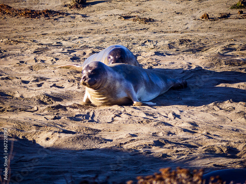 Elephant Seals on the Coastline of the Big Sur in California.100 thousand elephant seals once inhabited the Pacific Ocean. They were slaughtered and by 1892, only 50 to 100 left. They became protected