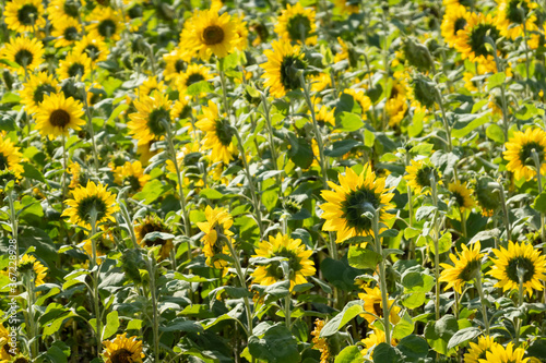 sunflowers farm with yellow flowers