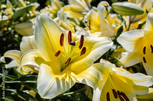 yellow beauty lily flowers