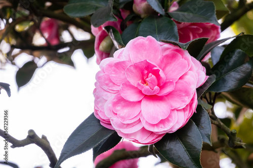 pink camellia flowers