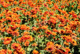 yellow cosmos flowers