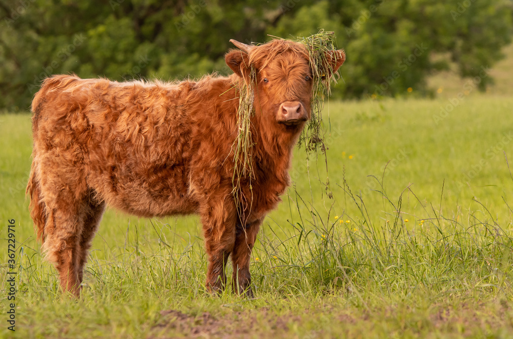 Highland cow with grass over head